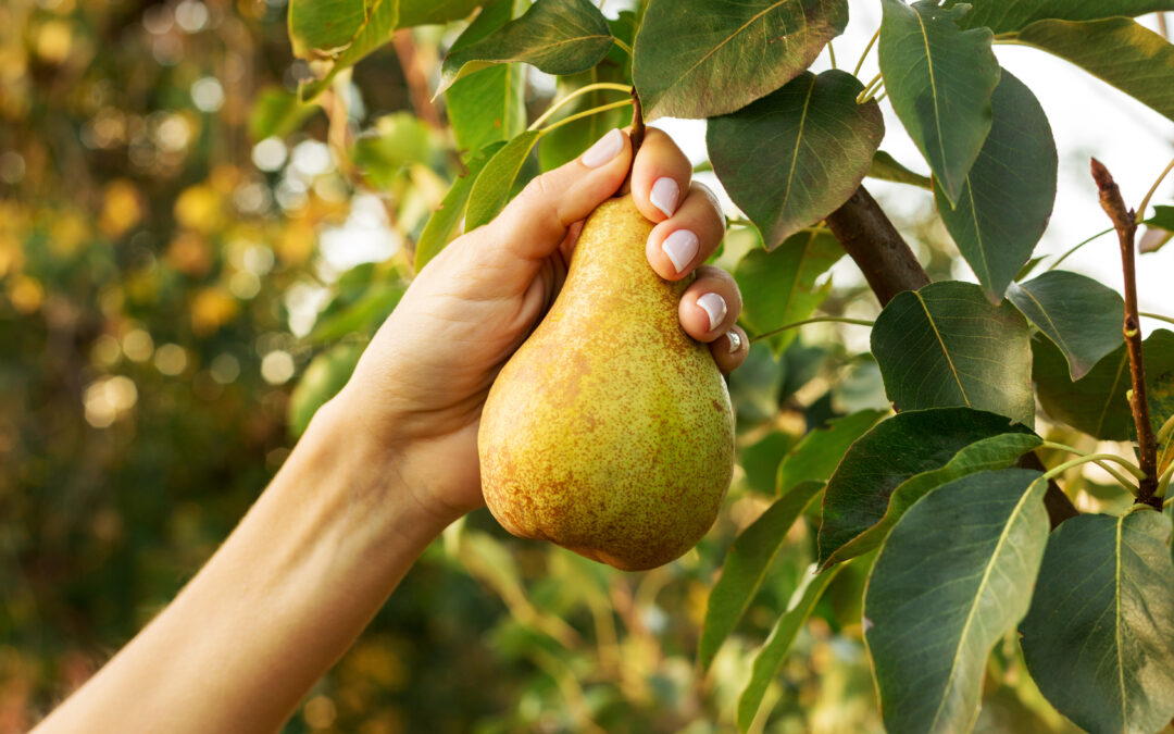 FirstFruits Farms, LLC Data Breach