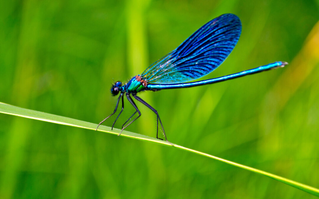 Dragonfly Digital Management, LLC Data Breach